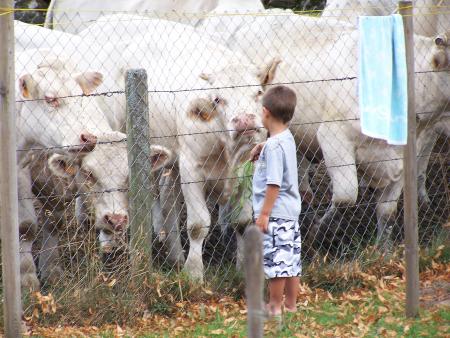 Alexandre et les vaches