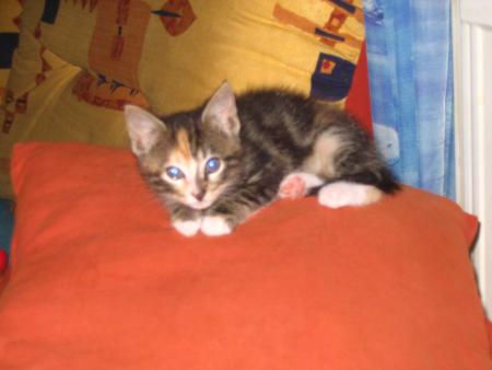 Bienvenue � notre Choupette