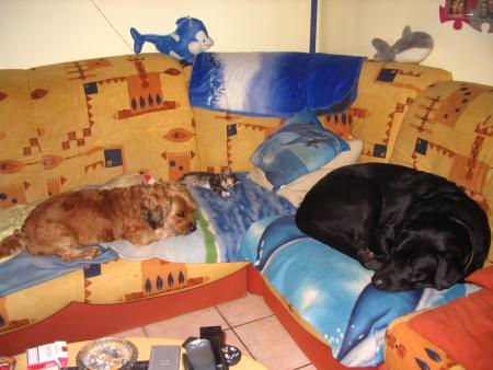 Nos 3 b�tes r�unies