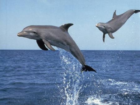 Les dauphins